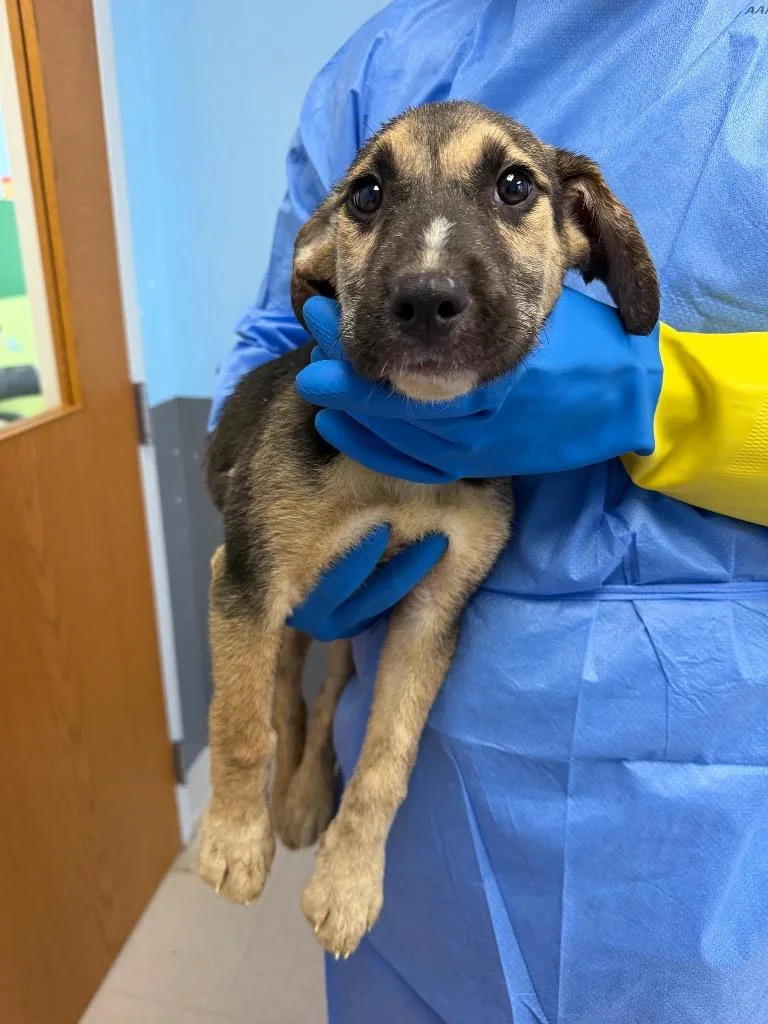 A baby medium-sized female Husky dog named Maple for adoption in Culpeper, VA