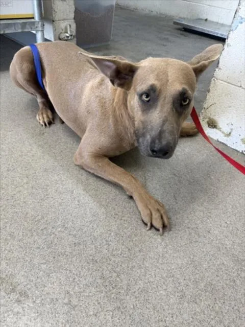 A young medium-sized female Pit Bull Terrier dog named Hibiscus for adoption in San Bernardino, CA
