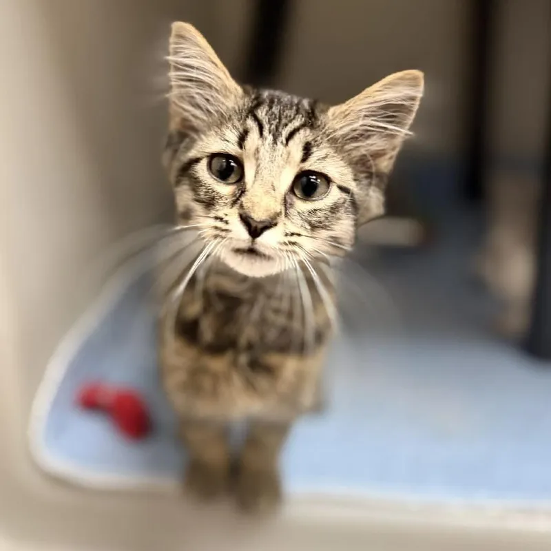 A baby small-sized female Black Domestic Long Hair cat named Harriett for adoption in Caryville, TN