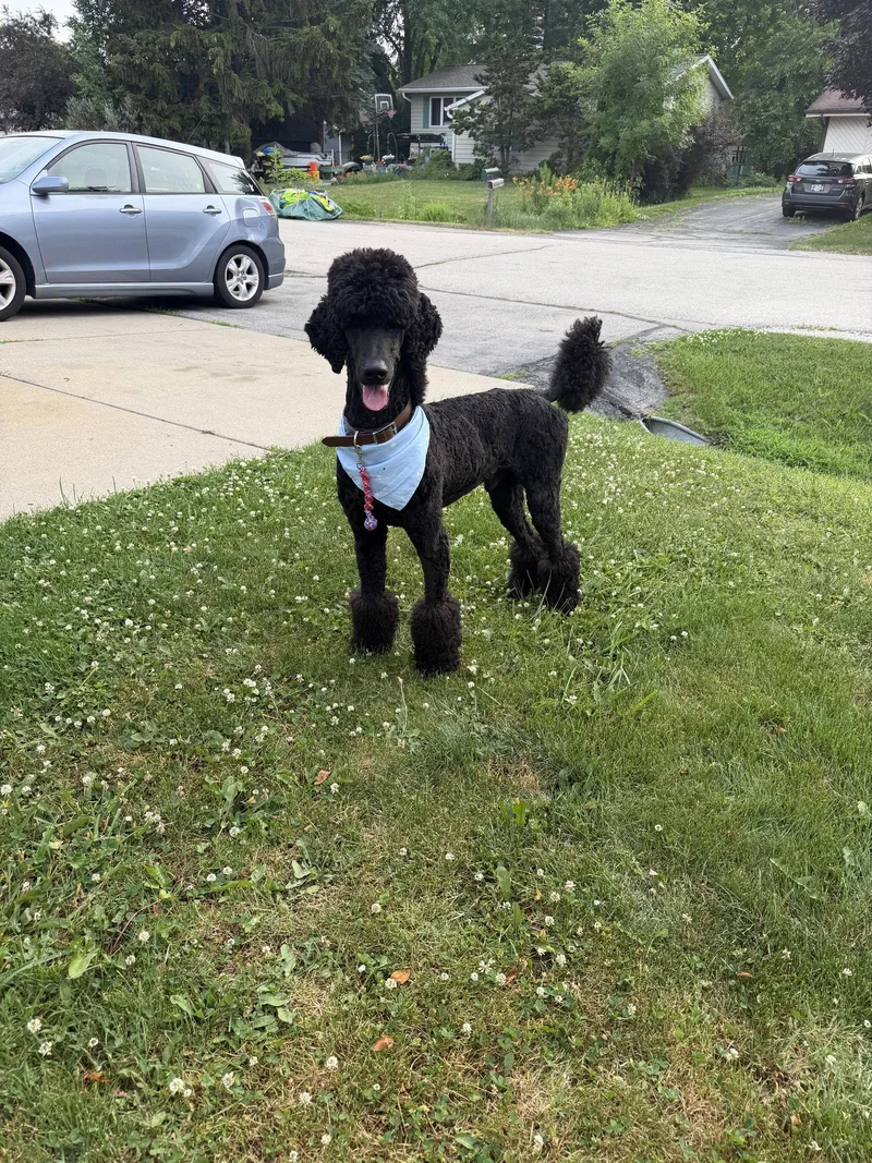 A young medium-sized male Standard Poodle dog named Sihtric for adoption in Island Lake, IL