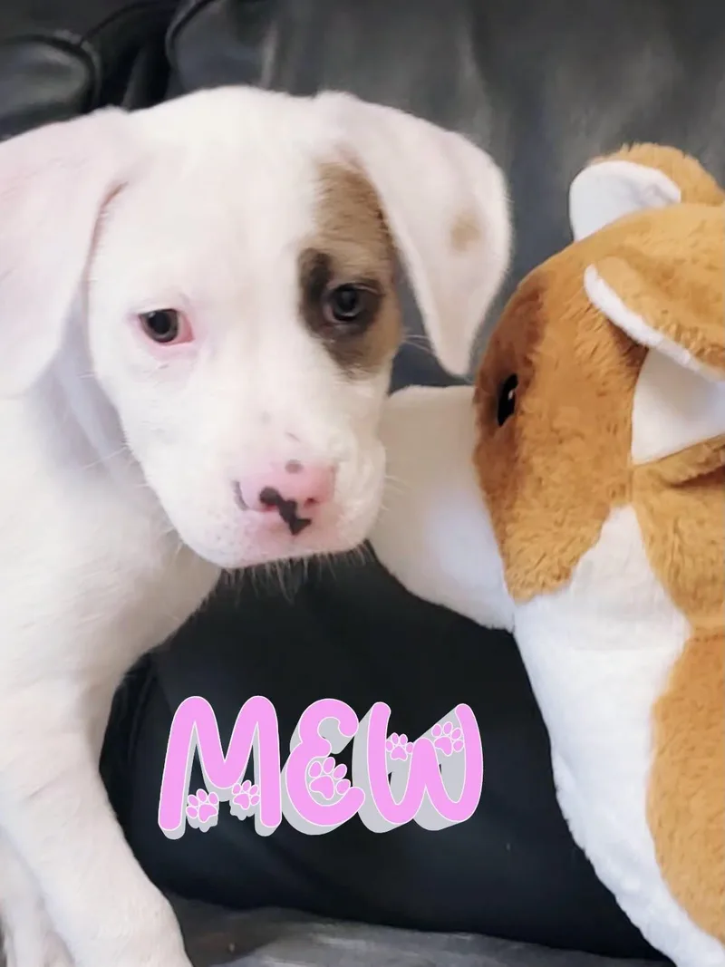 Mew