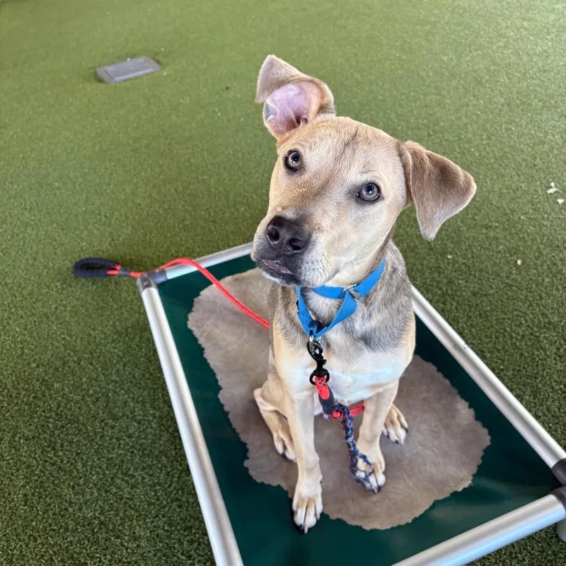 A young large-sized male Yellow / Tan / Blond / Fawn Labrador Retriever dog named Max for adoption in West Palm Beach, FL