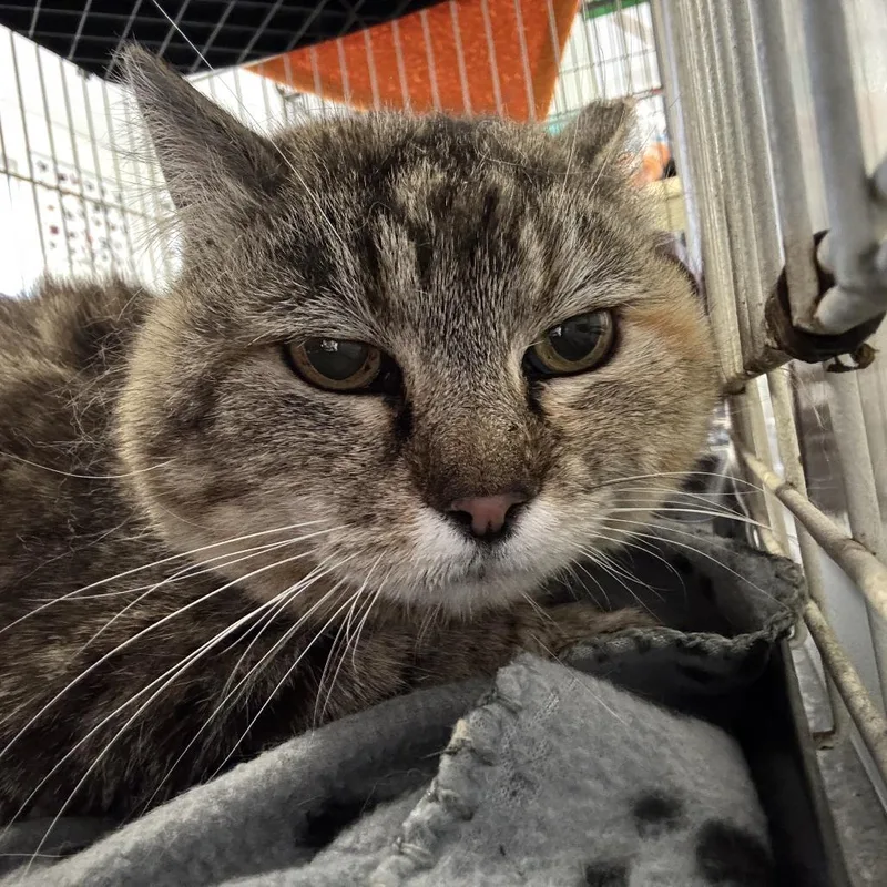 A senior medium-sized female Torbie Domestic Short Hair cat named Cadence for adoption in Kanab, UT