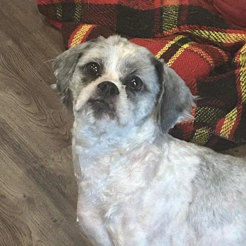 An adult small-sized male Mixed Breed dog named Lemon Zest for adoption in Rockville, MD