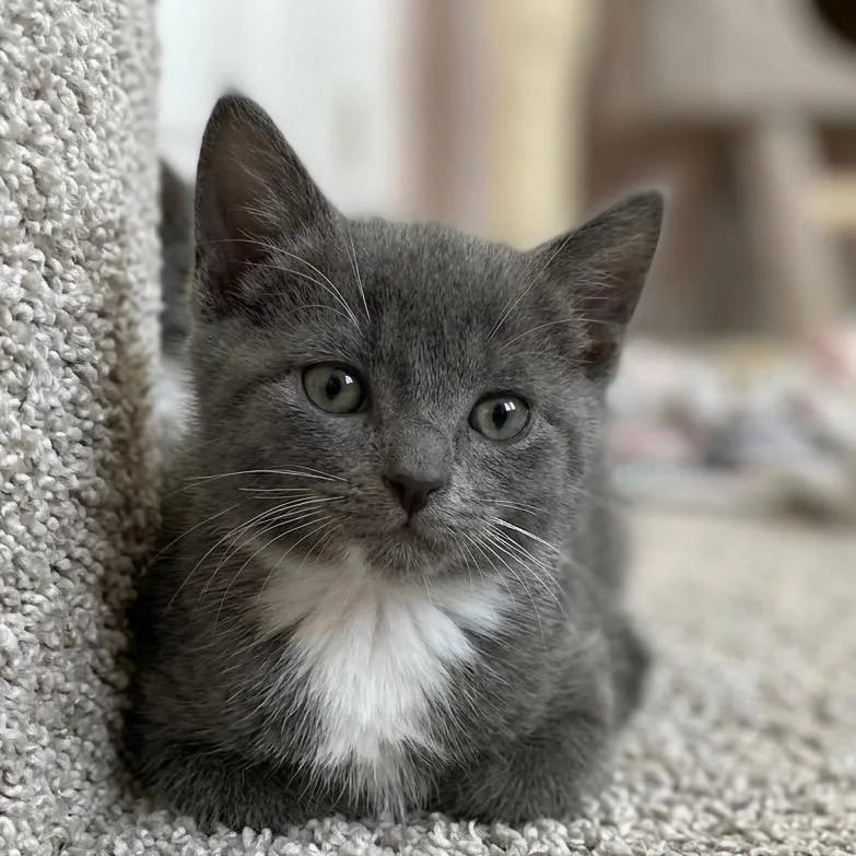 A baby small-sized male Gray & White Domestic Short Hair cat named Georgie for adoption in Johnson City, TN
