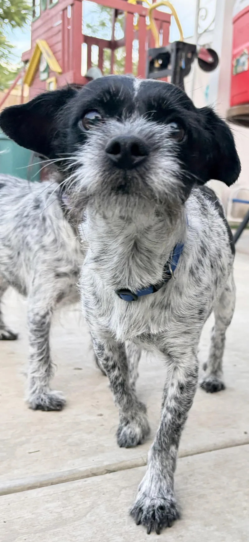 A young small-sized male Bicolor Terrier dog named Bolt for adoption in Bakersfield, CA