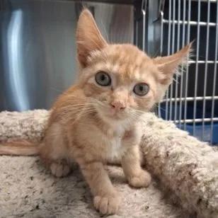 A baby small-sized male Tabby (Orange / Red) Domestic Short Hair cat named Butter for adoption in Rochester, MN