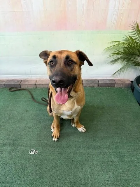 A young large-sized male Belgian Shepherd / Malinois dog named Bruno for adoption in Baldwin Park, CA