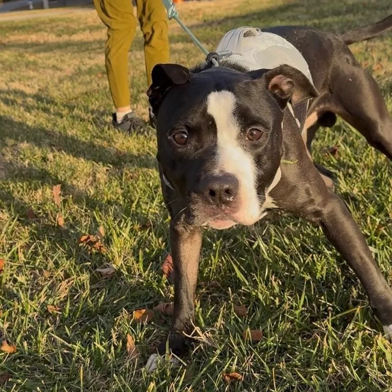 An adult medium-sized male Pit Bull Terrier dog named Russell for adoption in Roanoke, VA