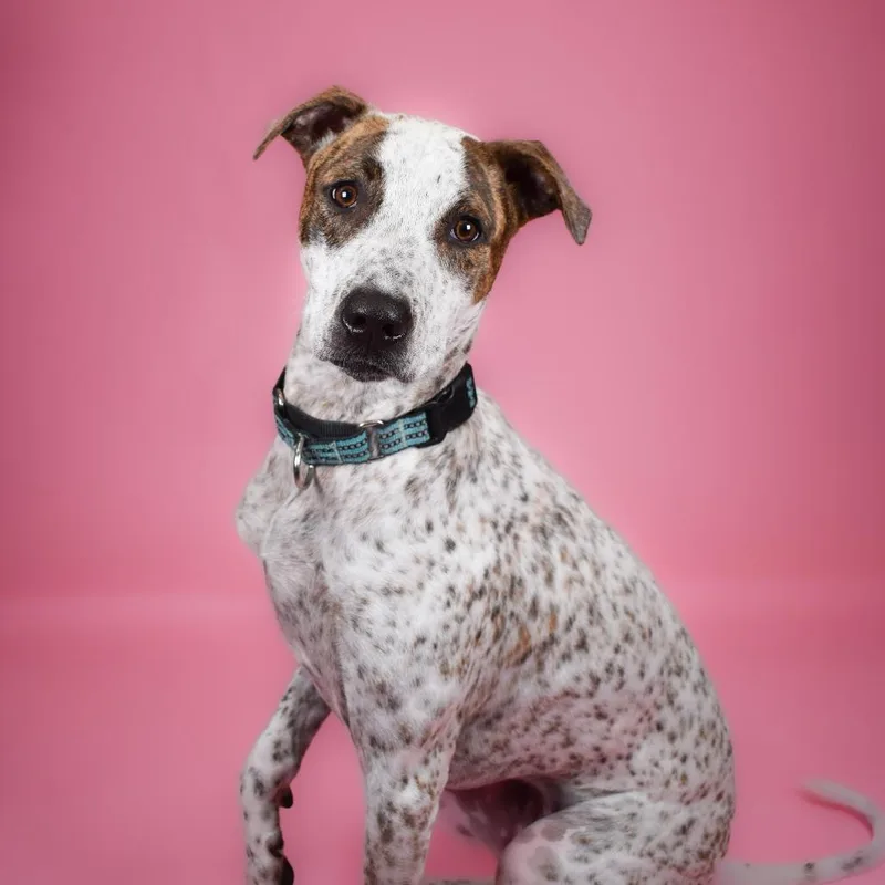 A young small-sized female White / Cream Cattle Dog dog named Honey for adoption in West Palm Beach, FL