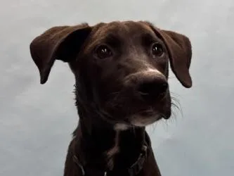 A baby small-sized female Labrador Retriever dog named Mango for adoption in Woodbury, MN