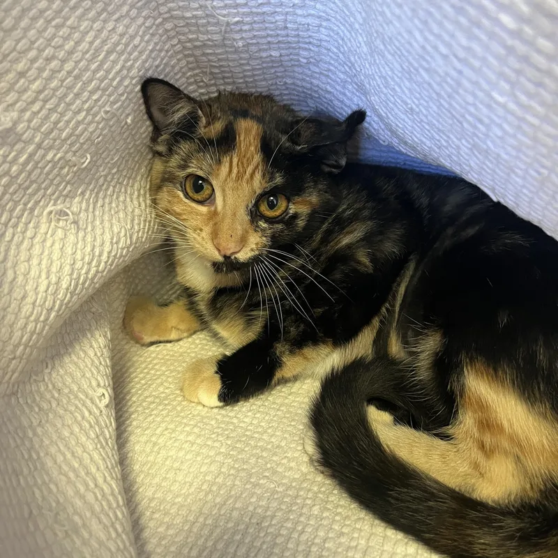 A young medium-sized female Tortoiseshell Domestic Short Hair cat named Amanda A for adoption in San Andreas, CA