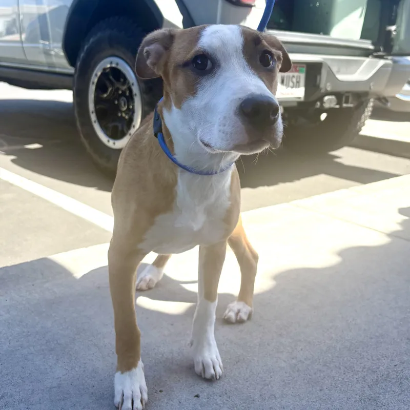 A young medium-sized male Mixed Breed dog named Spike for adoption in Henderson, NV