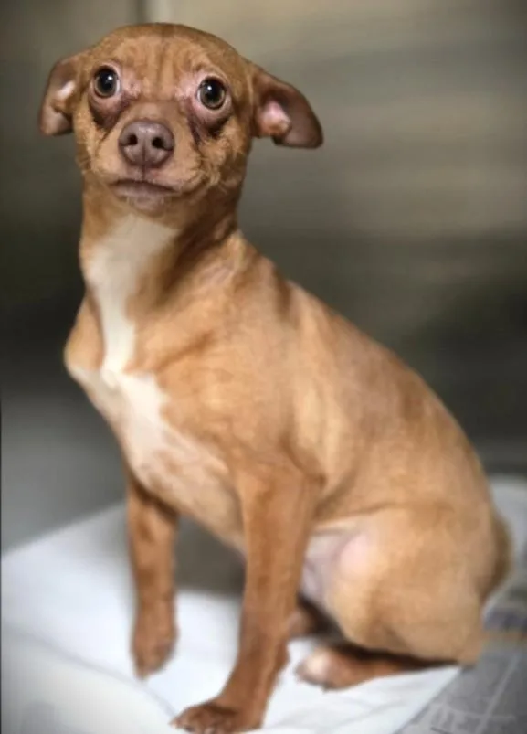 A young small-sized female Chihuahua dog named Squeeks for adoption in Los Angeles, CA