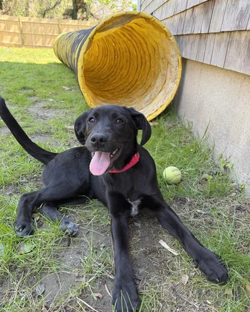 A baby medium-sized female Labrador Retriever dog named Jane for adoption in Boston, MA