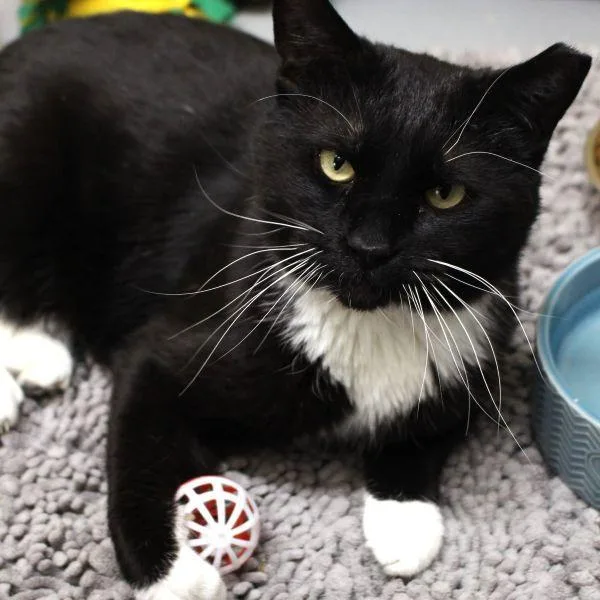 Checkers thumbnail 3