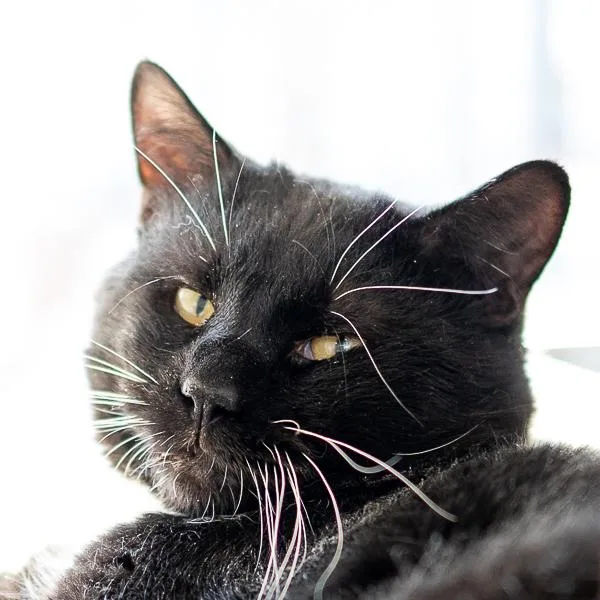 Checkers thumbnail 4