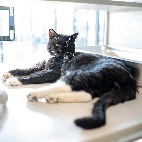 Checkers thumbnail 5