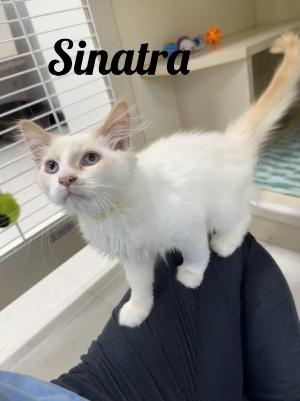 A young medium-sized male Flame Point Domestic Long Hair cat named Sinatra for adoption in Manistee, MI