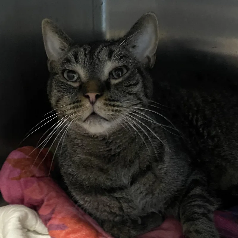 An adult large-sized male Domestic Short Hair cat named Douglas for adoption in Belleville, MI