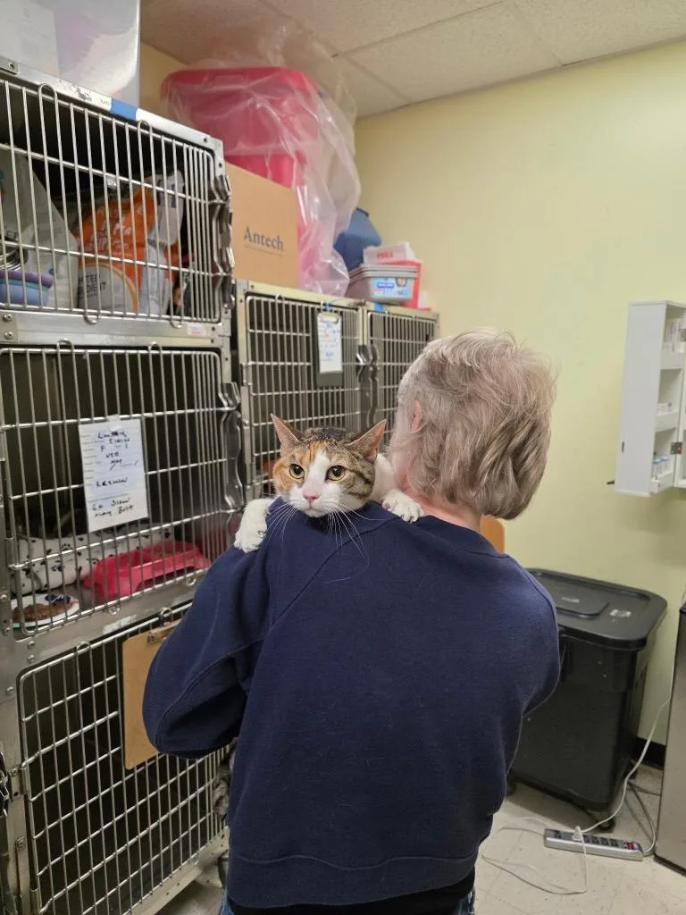 An adult medium-sized female Domestic Short Hair cat named Crayola for adoption in Meriden, CT