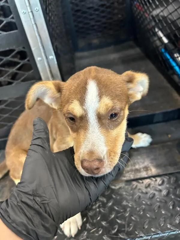 A young small-sized male Brown / Chocolate Mixed Breed dog named Mesi for adoption in Hobbs, NM