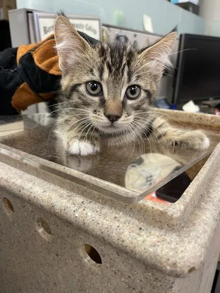 A baby small-sized male Domestic Short Hair cat named Flynn Ryder for adoption in Victorville, CA
