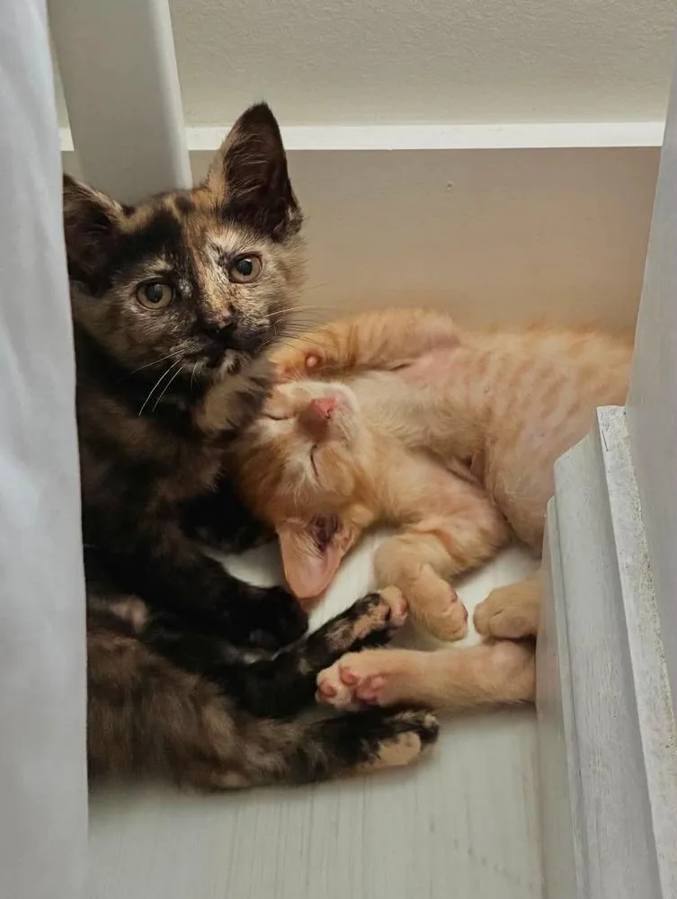 A baby medium-sized female Domestic Short Hair cat named Lyra for adoption in Emerald Isle, NC