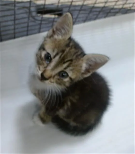 A baby small-sized female Domestic Short Hair cat named Grace for adoption in Miami, FL