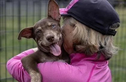 A baby medium-sized female Mixed Breed dog named Gloria for adoption in West Chester, PA