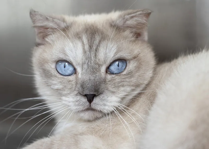 An adult medium-sized male Scottish Fold cat named Huck for adoption in Buford, GA