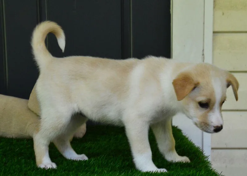 A baby large-sized female Golden Retriever dog named Eva for adoption in Willingboro, NJ