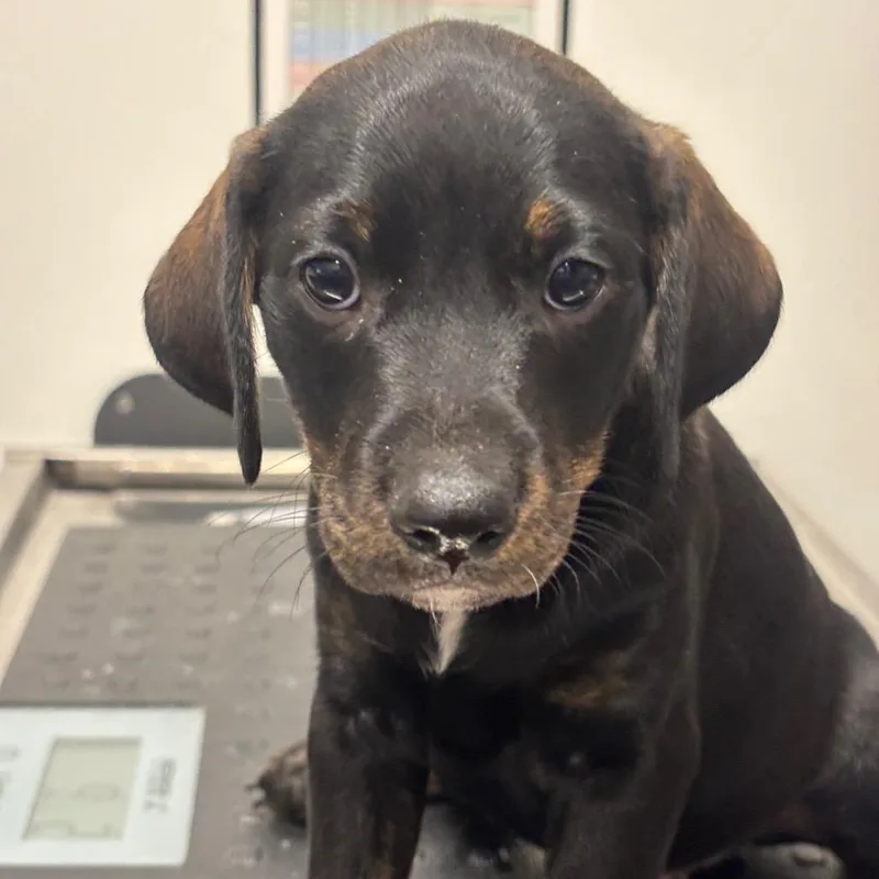 A baby small-sized male Black Catahoula Leopard Dog dog named Quilty for adoption in League City, TX
