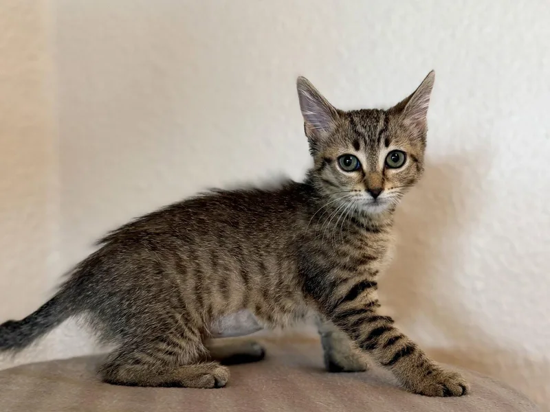 A baby medium-sized female Gray / Blue / Silver Domestic Short Hair cat named Princess Vespa for adoption in Oviedo, FL