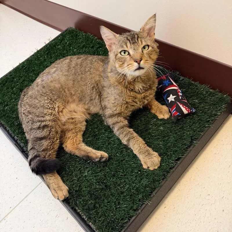 An adult extra large-sized male Brown / Chocolate Domestic Medium Hair cat named Mau for adoption in Springfield, MA