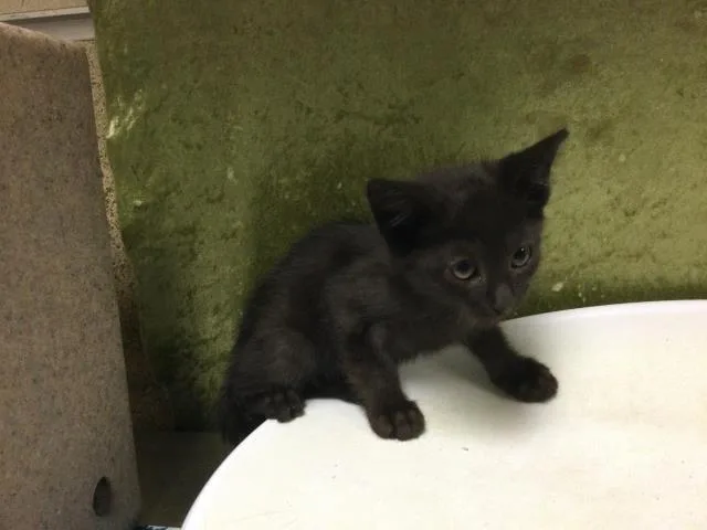 A baby small-sized male Domestic Short Hair cat named Rocket for adoption in Riverside, CA