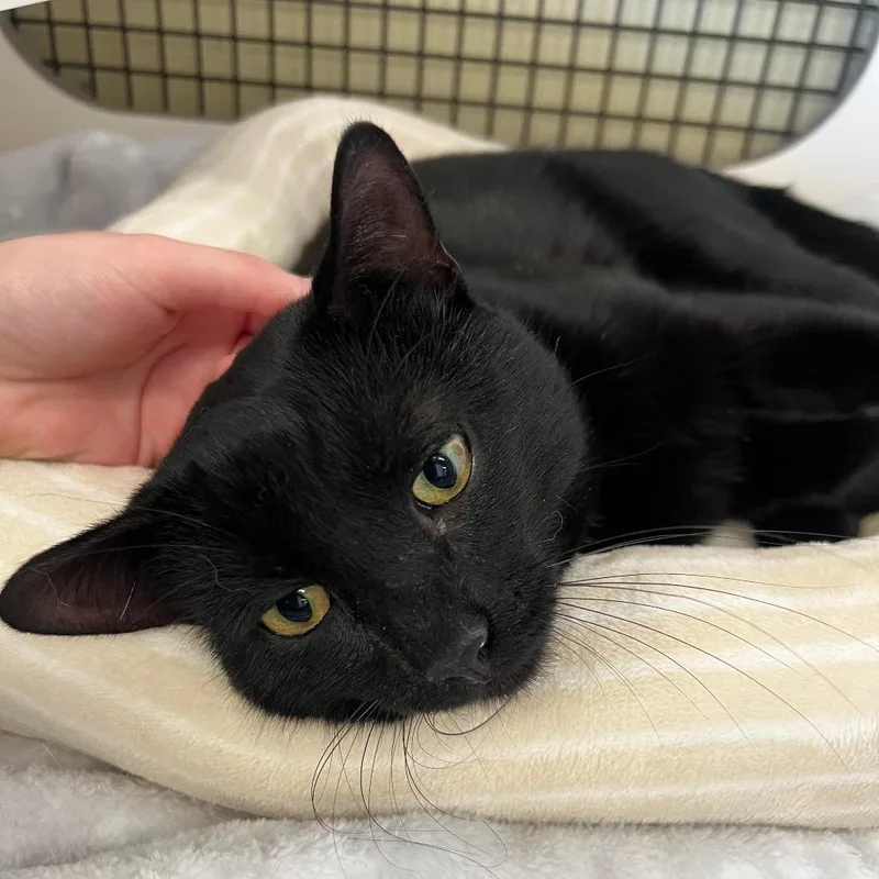 A young medium-sized male Black Domestic Short Hair cat named Zaeden for adoption in Middle Village, NY