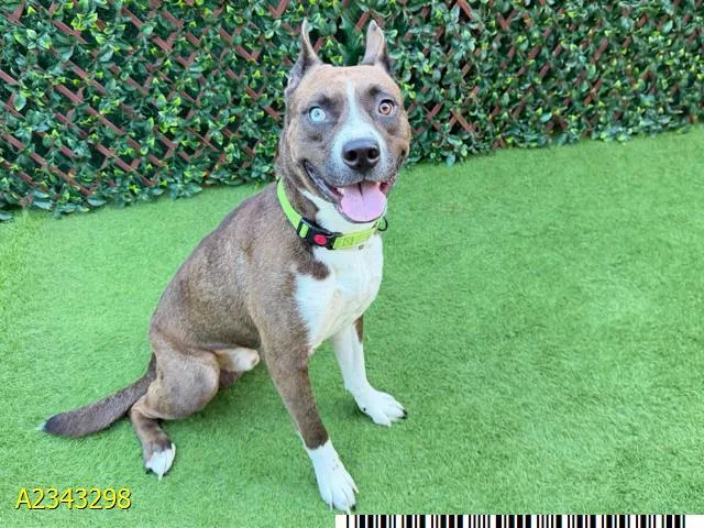 A young medium-sized male Mixed Breed dog named Foxtrot for adoption in West Palm Beach, FL