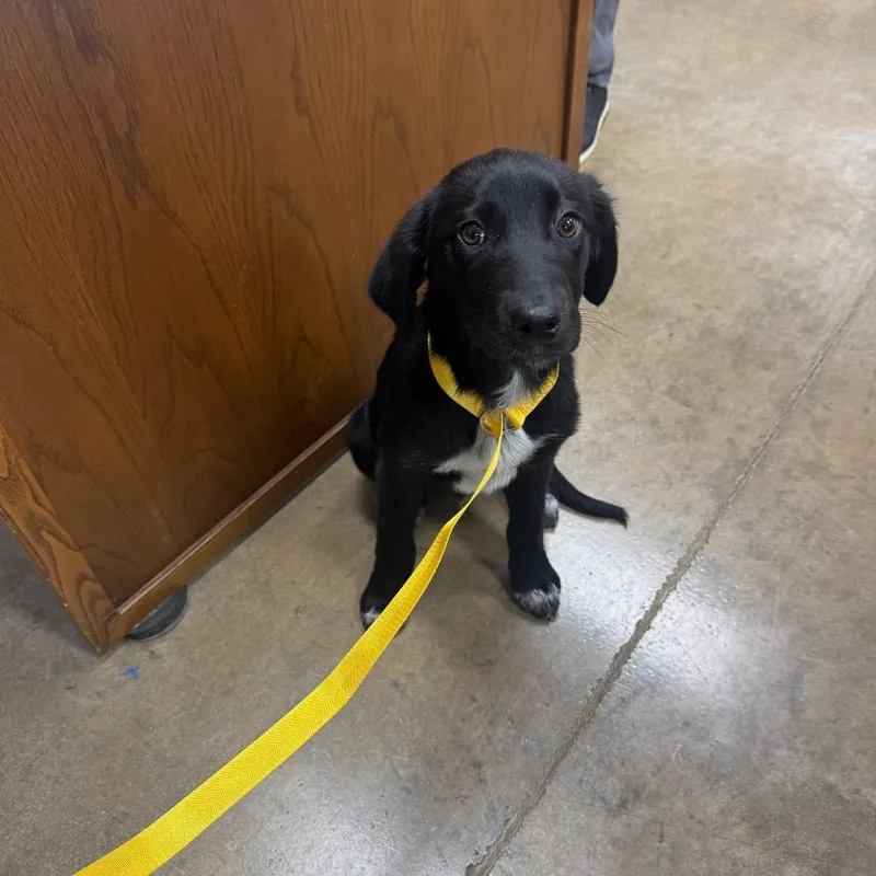 A baby medium-sized male Black Labrador Retriever dog named Storm for adoption in Shelbyville, IL