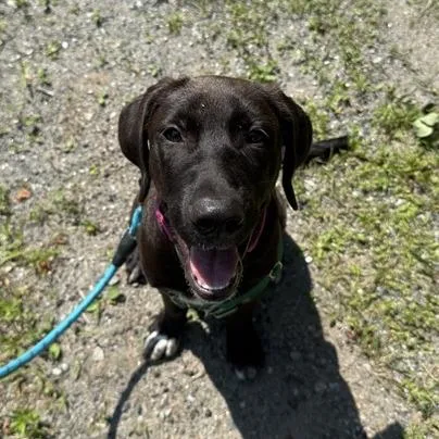 A baby medium-sized male Black Hound dog named Robby for adoption in Enfield, NH