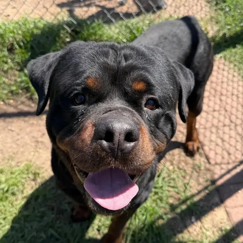 An adult large-sized male Rottweiler dog named Ethan for adoption in Polk, OH