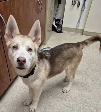 A baby medium-sized male Tricolor (Brown, Black, & White) Mixed Breed dog named Simba for adoption in Hamilton, OH