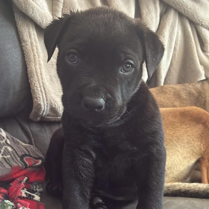 A baby medium-sized female Labrador Retriever dog named Posh for adoption in Midland, MI