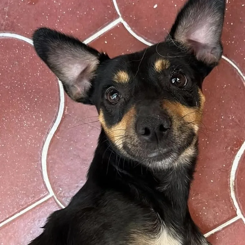 A young small-sized male Chihuahua dog named Limoncito for adoption in Auburn, WA