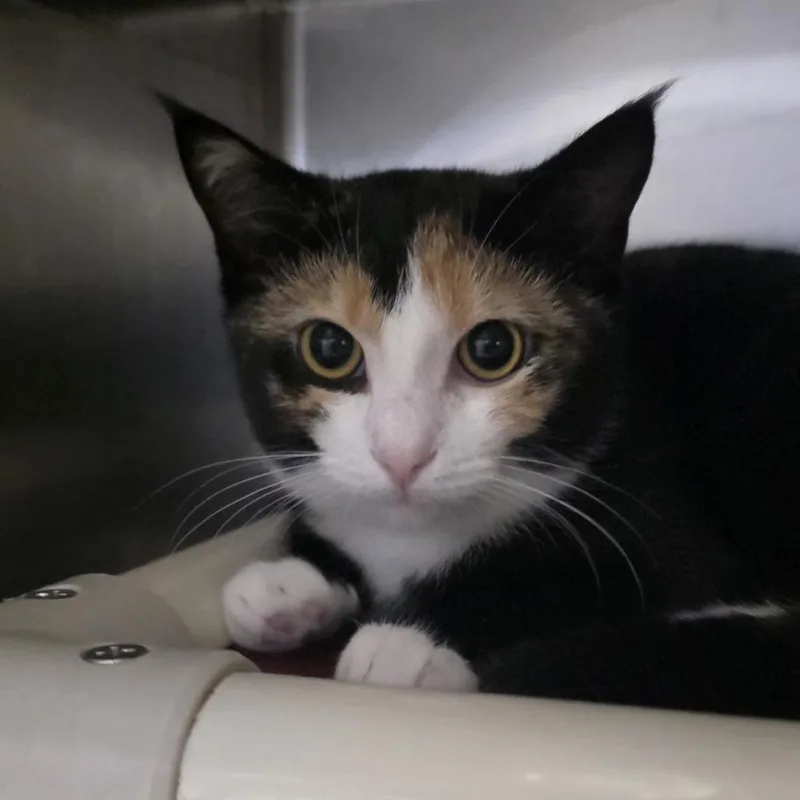 A baby medium-sized female Calico Domestic Short Hair cat named Kettle for adoption in Kennebunk, ME