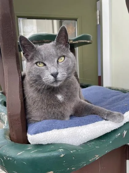 A senior medium-sized female Domestic Short Hair cat named Wifey for adoption in Madison, NJ