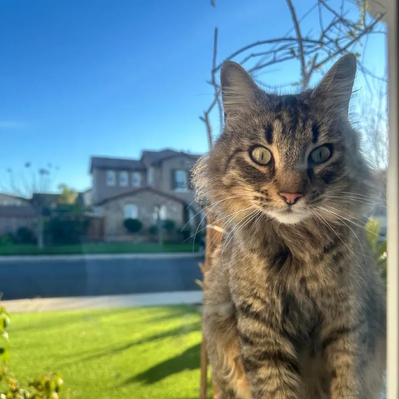 A young medium-sized female Brown / Chocolate Domestic Short Hair cat named Minh for adoption in Redwood City, CA