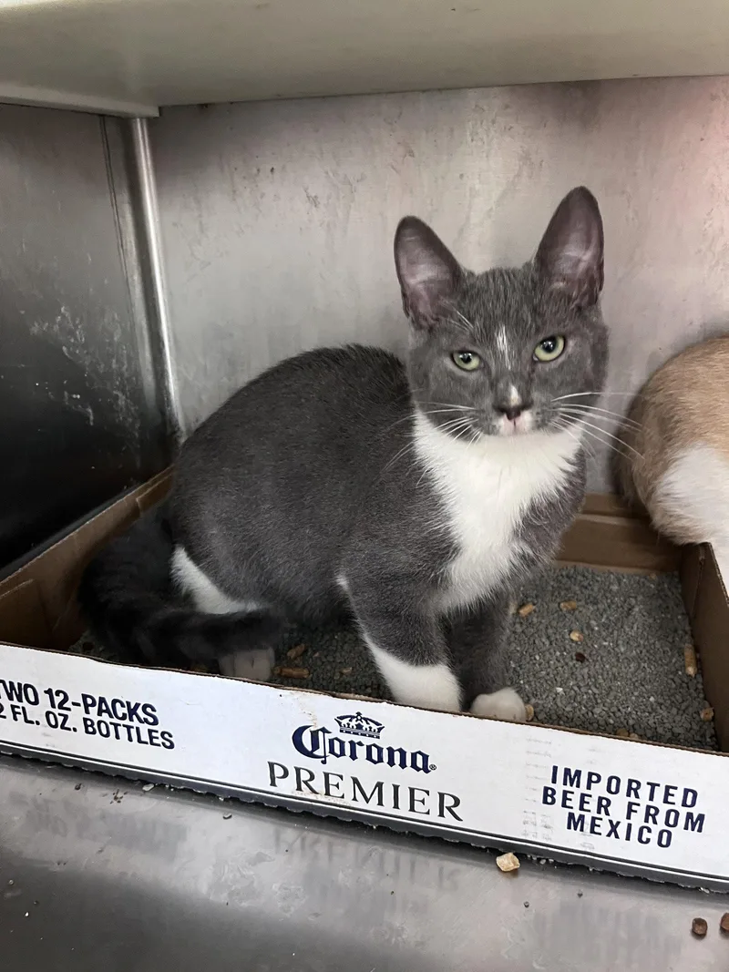 A baby medium-sized male Domestic Short Hair cat named Paul for adoption in Carrollton, GA