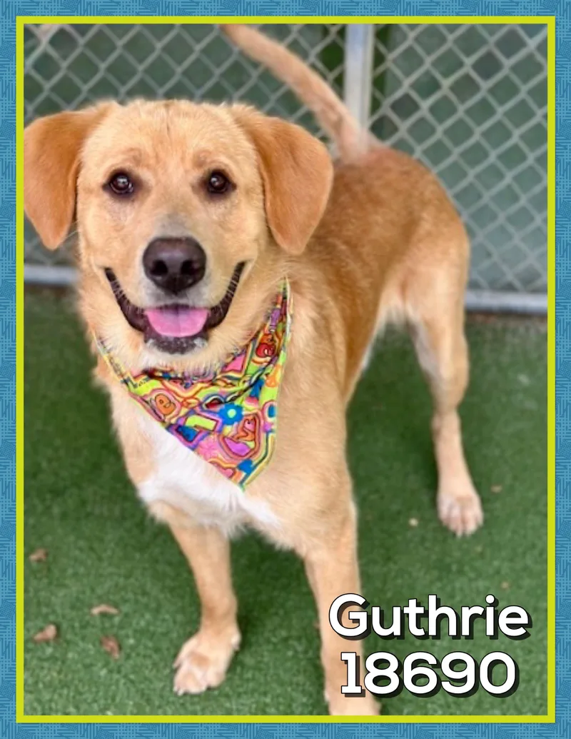 Guthrie thumbnail 3
