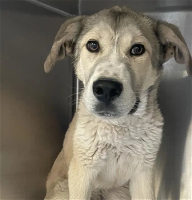 A young small-sized male Great Pyrenees dog named Kona for adoption in Tucson, AZ
